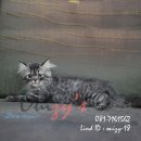 น้องแมวเปอร์เซียแท้ สุขภาพแข็งแรง ร่าเริง พิกัดเชียงใหม่