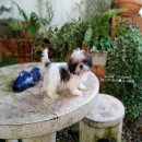 ชิสุ หน้าสั้น ตัวจิ๋ว จัดส่ง