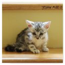 น้องแมวอเมริกันช๊อทแฮร์ ลายชัด ฟอร์มสวย ราคาเบาๆคะ4