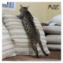 ขายแมวเบงกอล ฟอร์มสวย ลายชัด ราคาเบาๆคะ1