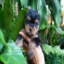 ยอร์คเชียเทอเรีย จัดส่ง (เมีย)