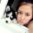 ศูนย์รวมไซบีเรียนฮัสกี้ เกรดคุณภาพที่ใหญ่ที่สุดในไทย  Allbest kennel