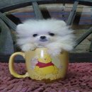 ปอมขาวๆ ทีคัพ หน้าสั้นๆ ไม่มีเพี้ยน