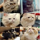 หาบ้านใหม่