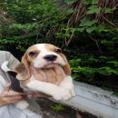 น้อง Milo เพศผู้ จากบ้าน smile beagle (15000)
