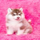 Allbest kennel ไซบีเรียนฮัสกี้ ศูนย์รวมไซบีเรียนที่ใหญ่ที่สุดในประเทศไทย