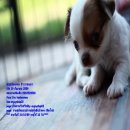 เหน่งน้อย ชิวาวาขนสั้น พ่อเฮงๆ ชิวาวาขนยาว ขายในราคา 3900