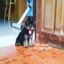 ยอร์คเชียเทอเรีย จัดส่ง (ผู้)