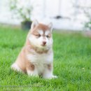 Allbest kennel ไซบีเรียนฮัสกี้ เกรดดีคัดคุณภาพ