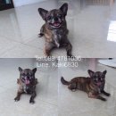 ชิวาวาจิ๋ว 0894781036