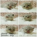 เปิดจองสก็อตติชโฟล์แท้