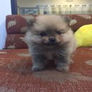 อ้วน&ดำ ปอมส้มและดำ เพศเมีย ผ่อนได้ เงินสดยิ่งได้😄😄