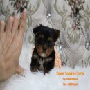 ยอร์คเชีย เพศผู้  ขนหนา หน้าสวย มาร์คชัด หน้าแบ๊ว