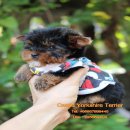 ยอร์คเชีย ทีคัพ เพศผู้ หน้าตุ๊กตา