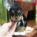 ยอร์คเชียร์เพศเมีย ทีคัพ หน้าตุ๊กตา หัวโหนก