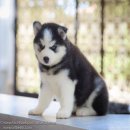 ไซบีเรียน ฮัสกี้ เกรดคุณภาพ มีให้เลือกหลายคอกหลายสไตล์ Allbest kennel