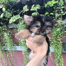 ยอร์คเชีย เพศผู้ หน้าหล่อๆ ราคาไม่แพง