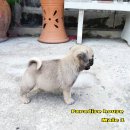 ( ตัวนี้ขายแล้วครับ )Pug สีฟอน ลูกชาย ( ปาเกียว ) เพศผู้ตัวที่1  