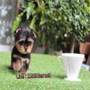 ยอร์คเชีย เพศผู้ ตัวเล็ก ขนหนา หน้าสวย มาร์คชัด หน้าแบ๊ว