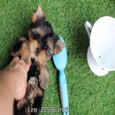 ยอร์คเพศผู้ทีคัพ ขนหนา มาร์คสวย