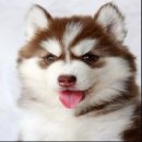 Allbest kennel ไซบีเรียนฮัสกี้ ศูนย์รวมไซบีเรียนที่ใหญ่ที่สุดในประเทศไทย