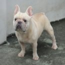 ลูก-----FRENCH BULLDOG-----เพศผู้ สีครีม***(ขายแล้วครับ)***