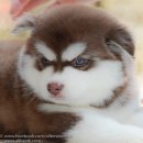 Allbestkennel ไซบีเรียนฮัสกี้ เกรดไฮเอน ไซบีเรียนคัดเกรด