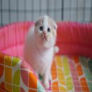 ขายเด็กชาย Scottish fold หูพับ หน้ากลมๆ ค่ะ