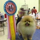 @ObPomClub แบ่งขายลูกสุนัขพันธุ์ปอมเมอเรเนี่ยน ปอมสีส้ม ปอมสีครีม ปอมสีขาว เกรดเ...