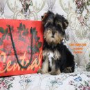 ยอร์คเชีย เพศผู้ ตัวเล็ก ขนหนา หน้าสวย มาร์คชัด หน้าแบ๊ว