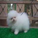 น้องผู้ชายหน้าหล่อ พร้อมใบPedigree เต็มใบนะค่ะ  (ย้ายบ้านแล้วคร้าน้องตัวนี้)