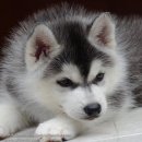 ไซบีเรียนคัดเกรดเน้นคุณภาพ Allbest โครงสร้างใหญ่ ขนแน่นพองหนา กะโหลกใหญ่ 