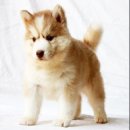 ด่วนไซบีเรียนฮัสกี้ เกรดไฮเอน เน้นคุณภาพต้องAllbest เท่านั้น