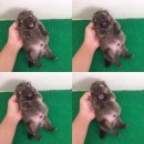 เปิดจองปอมเมอเรเนียนหน้าหมีสีส้ม