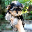 ยอร์คเชีย เพศผู้ ตัวเล็ก ขนหนา หน้าสวย มาร์คชัด หน้าแบ๊ว