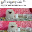 ปอมขาว ตัวสุดท้ายคะ น่ารัก