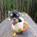 Yorkie Hut ยอร์คเชียร์เพศผู้ น้องJUNJI(จุนจิ) เกิด 5พย.59 สีแบลคแทนใบเพ็ดเต็มใบ...