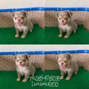 ชิวาวาขนยาวสีบลูเเทนหน้าสั้นเพศเมีย พร้อมย้ายบ้านค่ะ
