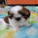 ชิสุทอยแท้ตัวผู้คุณอ้วนกลม เกิดวันที่1 ธค. 59. ถ่ายรุปวันนี้อายุได้39วันค่ะ กินเ...