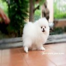 พร้อมย้ายบ้านนะค่ะ Pom ขาว ลูกของพ่อนำเข้านะค่ะ(น้องตัวนี้ย้ายบ้านแล้วนะค่ะ )