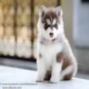 ด่วนไซบีเรียนฮัสกี้ เกรดคุณภาพ สายพันธุ์ดี ฟาร์มที่ใหญ่ที่สุดในไทย  Allbest kenn...