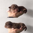 ชิวาวาไซส์ เล็ก 0894781036