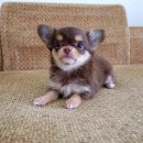 ชิวาว่าขนยาวเพศผู้สีช็อค สายเลือดดี