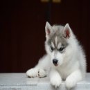 Allbest kennel ไซบีเรียนฮัสกี้ ศูนย์รวมไซบีเรียนที่ใหญ่ที่สุดในประเทศไทย