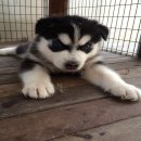 ไซบิเรียนราคาเบาๆสวยหล่อสุดๆ