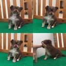 ชิวาวาขนยาวเพศชายสีช้อคเเทน 