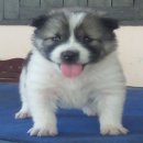 จำลูกสุนัขบางแก้วมีใบเพดสายเลือดแชมป์