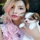 ชิวาวาตัวสุดท้ายแล้วคะ