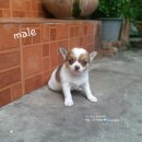 ชิวาวา ขนสั้น จัดส่ง