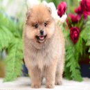 FYPOM KENNEL ขายน้อง Aiyana สีส้ม เพศผู้ ไซส์มาตรฐาน ขนแน่น โครงสร้างดี มีใบเพ็ด...